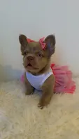 Tilly, a female French Bulldog for sale in Marietta, GA – 2 of 7