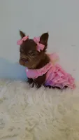 Freya , a female French Bulldog for sale in Marietta, GA – 4 of 4