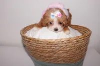Coco , a female Shihpoo for sale in Marietta, GA – 6 of 6