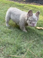 Stormy, a female French Bulldog for sale in Marietta, GA – 3 of 7