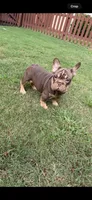 Nyle, a female French Bulldog for sale in Marietta, GA – 6 of 7