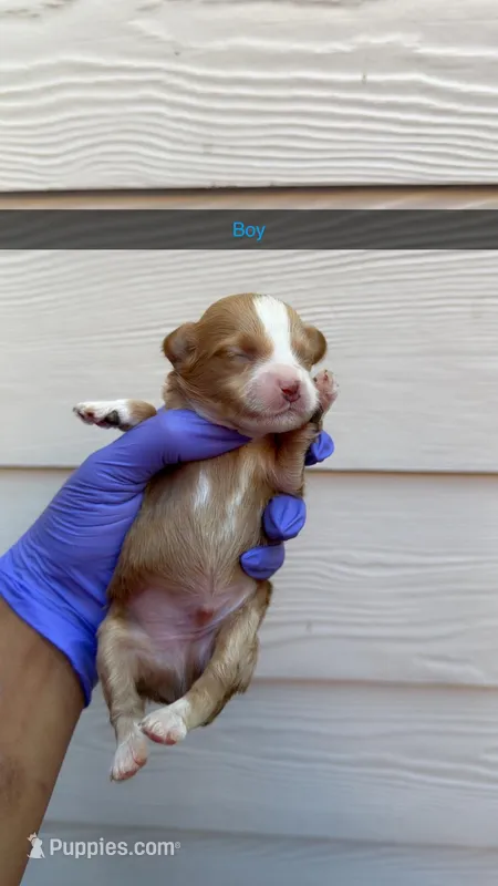 Ralph – Shihpoo puppy for sale in Roswell, GA