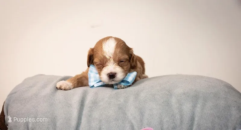 Ralph – Shihpoo puppy for sale in Roswell, GA