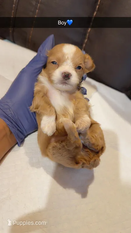 Ralph – Shihpoo puppy for sale in Roswell, GA