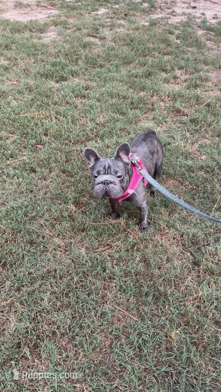Raven  – French Bulldog puppy for sale in Marietta, GA