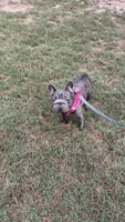Raven , a female French Bulldog for sale in Marietta, GA – 1 of 3