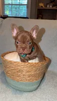 Buster , a male French Bulldog for sale in Roswell, GA – 4 of 4