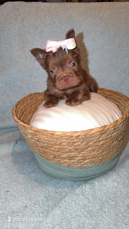 Lola – French Bulldog puppy for sale in Roswell, GA