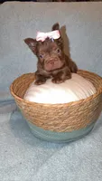 Lola, a female French Bulldog for sale in Roswell, GA – 1 of 3