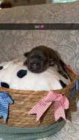 Lola , a female French Bulldog for sale in Marietta, GA – 3 of 4