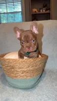 Buster , a male French Bulldog for sale in Roswell, GA – 3 of 4