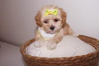 Chanel , a female Shihpoo for sale in Marietta, GA – 3 of 4