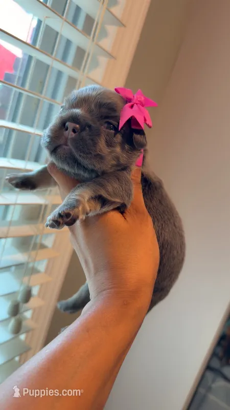 Lola  – French Bulldog puppy for sale in Marietta, GA