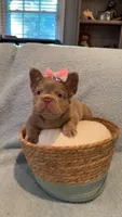 Pebbles , a female French Bulldog for sale in Roswell, GA – 2 of 2