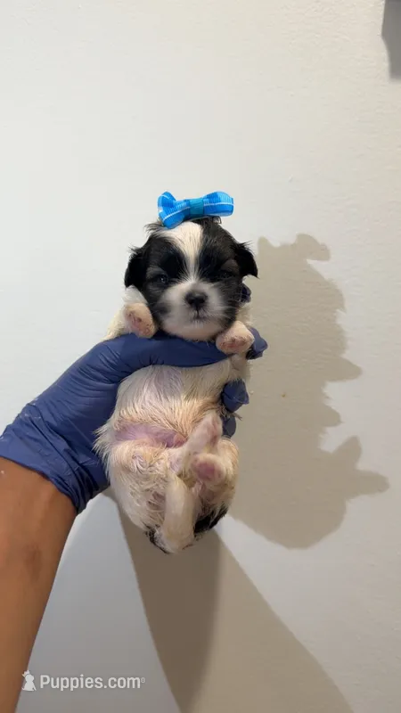 Kenzo – Maltese, Shih Tzu puppy for sale in Marietta, GA