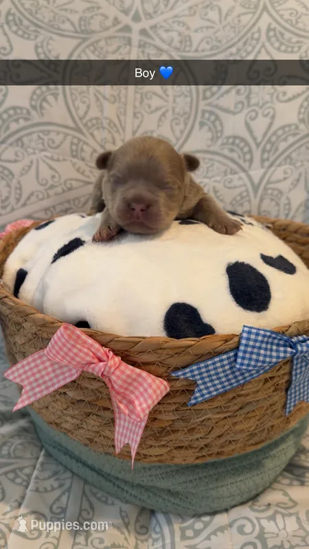 KOBE – French Bulldog puppy for sale in Marietta, GA