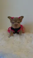 Xena, a female French Bulldog for sale in Marietta, GA – 2 of 5