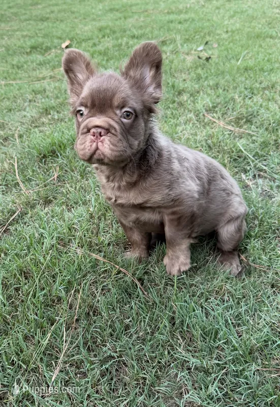 Zara  – French Bulldog puppy for sale in Marietta, GA