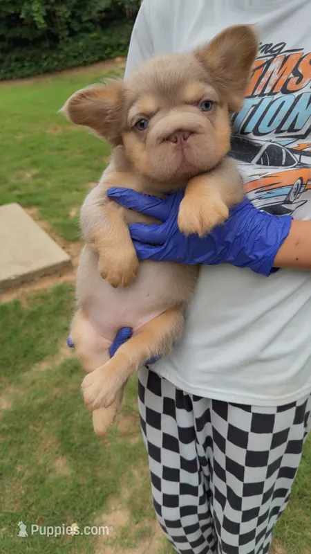 Skye – French Bulldog puppy for sale in Marietta, GA
