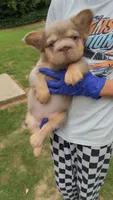 Skye, a female French Bulldog for sale in Marietta, GA – 1 of 2