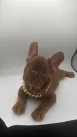 Ace, a male French Bulldog for sale in Marietta, GA – 2 of 7