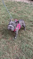 Raven , a female French Bulldog for sale in Marietta, GA – 2 of 3