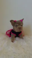Xena, a female French Bulldog for sale in Marietta, GA – 4 of 5