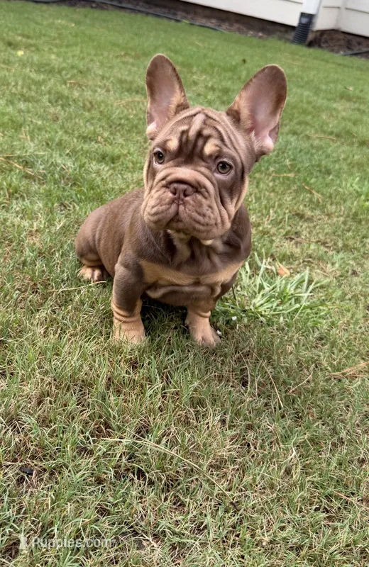 Nyle – French Bulldog puppy for sale in Marietta, GA
