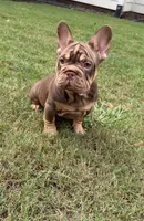 Nyle, a female French Bulldog for sale in Marietta, GA – 3 of 7