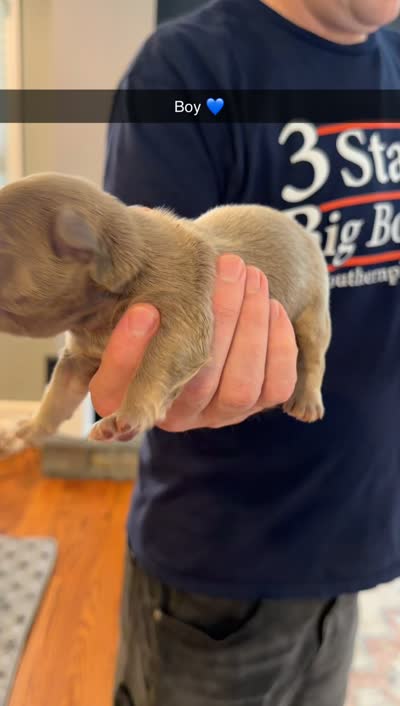 KOBE, a male French Bulldog for sale in Marietta, GA – 4 of 4