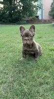 Zara , a female French Bulldog for sale in Marietta, GA – 5 of 6