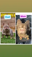 Freya , a female French Bulldog for sale in Marietta, GA – 2 of 4