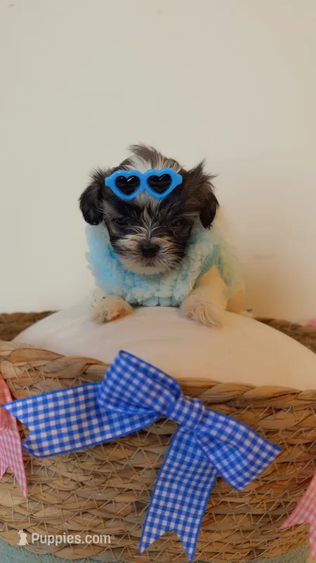 Kenzo – Maltese, Shih Tzu puppy for sale in Marietta, GA
