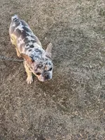 Bunny , a female French Bulldog for sale in Roswell, GA – Photo 10 of 10