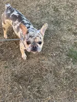 Bunny , a female French Bulldog for sale in Roswell, GA – Photo 9 of 10