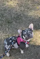 Jasmine, a female French Bulldog for sale in Roswell, GA – Photo 1 of 4