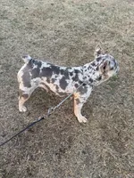 Bunny , a female French Bulldog for sale in Roswell, GA – Photo 8 of 10