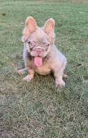 Stormy, a female French Bulldog for sale in Marietta, GA – 5 of 7