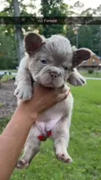 Stormy, a female French Bulldog for sale in Marietta, GA – 2 of 2
