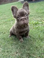Zara , a female French Bulldog for sale in Marietta, GA – 6 of 6