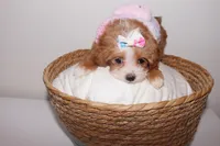 Coco , a female Shihpoo for sale in Marietta, GA – 5 of 6