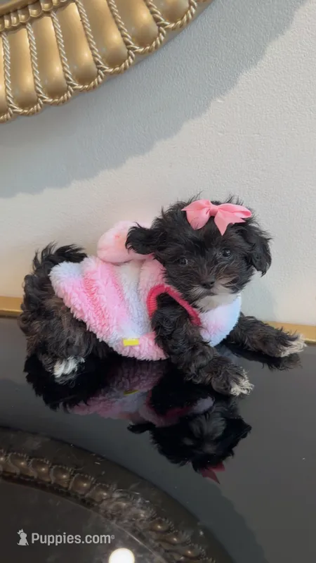 Daisy  – Shihpoo puppy for sale in Marietta, GA