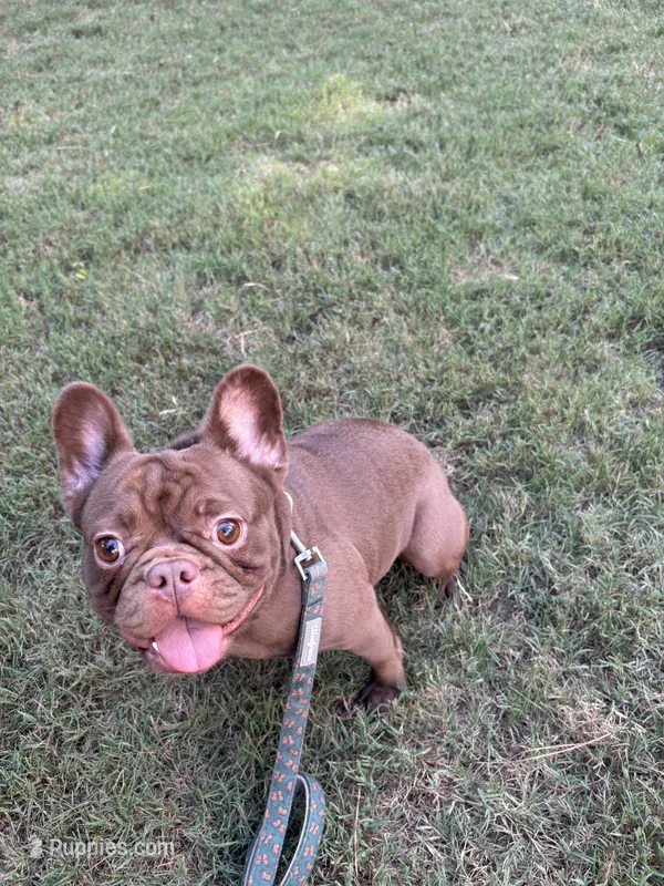 Chocolate  – French Bulldog puppy for sale in Marietta, GA