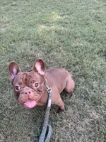 Chocolate , a female French Bulldog for sale in Marietta, GA – 1 of 2