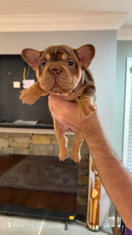 Molly  – French Bulldog puppy for sale in Roswell, GA