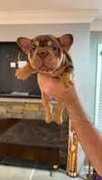 Molly , a female French Bulldog for sale in Roswell, GA – 1 of 3