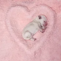 Ebony, a female Miniature Schnauzer for sale in Fort Worth, TX – Photo 4 of 4