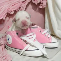 Ebony, a female Miniature Schnauzer for sale in Fort Worth, TX – Photo 1 of 4