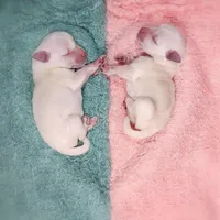 Ebony, a female Miniature Schnauzer for sale in Fort Worth, TX – Photo 3 of 4