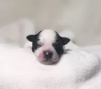 Jet, a male Miniature Schnauzer for sale in Fort Worth, TX – Photo 1 of 5